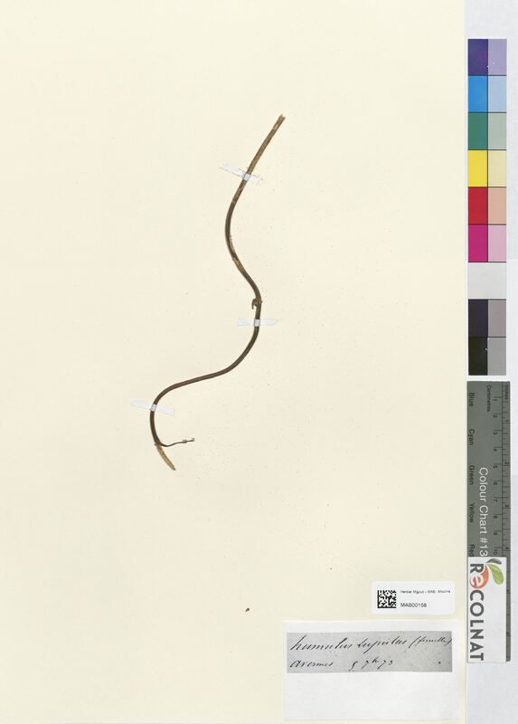 Humulus lupulus (Cannabaceae)