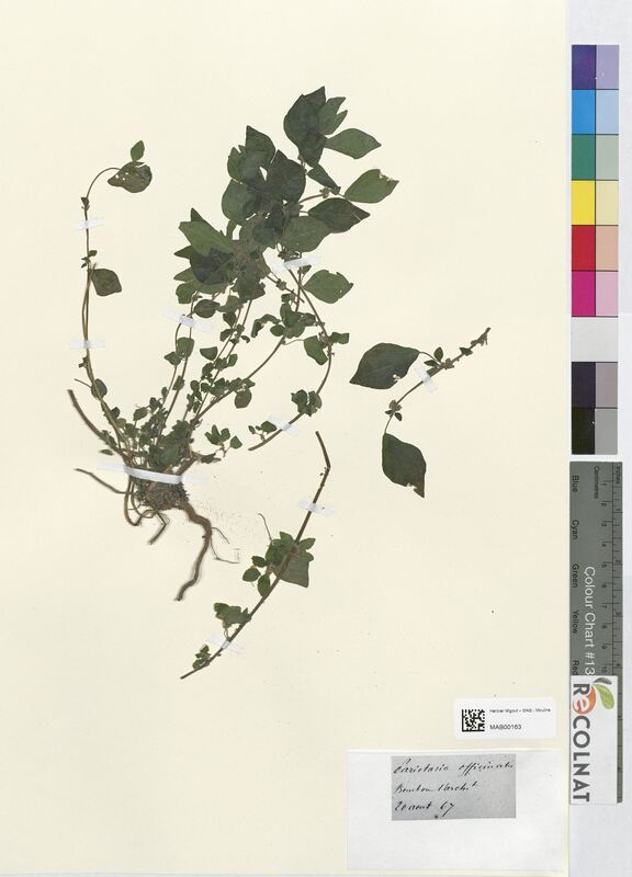 Parietaria officinalis (Urticaceae)