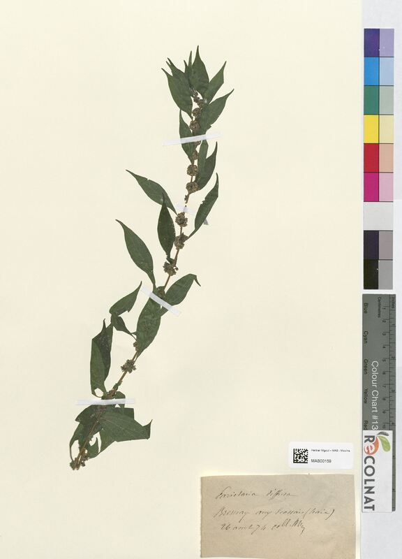 Parietaria diffusa (Urticaceae)