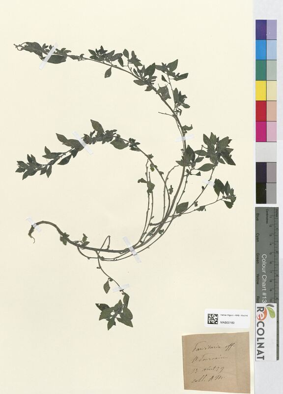 Parietaria officinalis (Urticaceae)