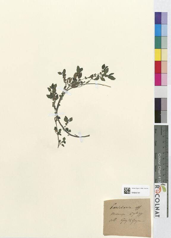 Parietaria officinalis (Urticaceae)