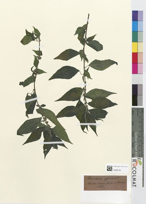 Parietaria officinalis (Urticaceae)