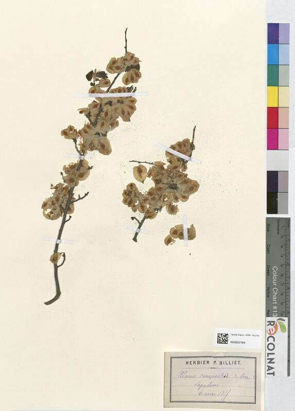 Ulmus campestris (Ulmaceae)