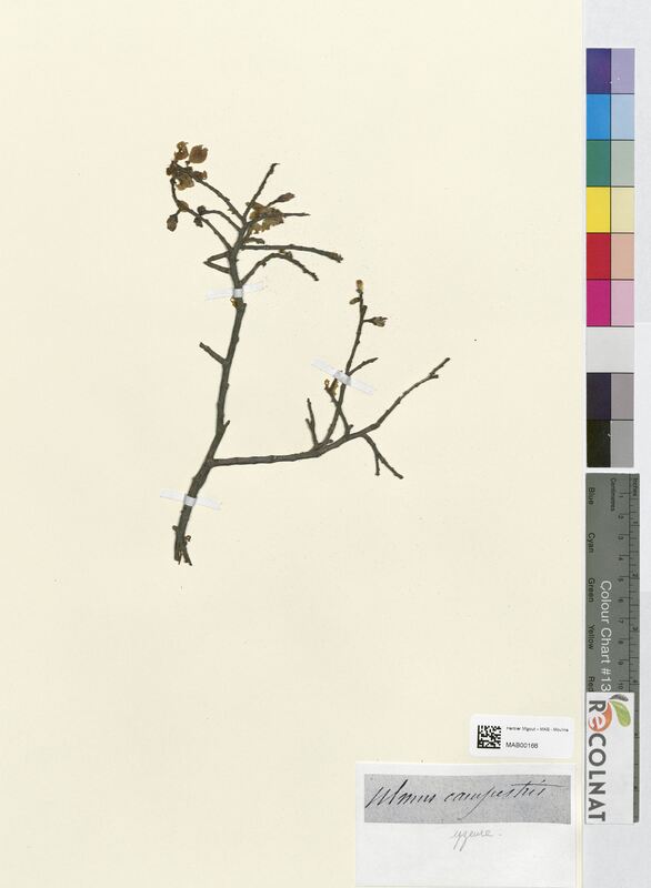 Ulmus campestris (Ulmaceae)