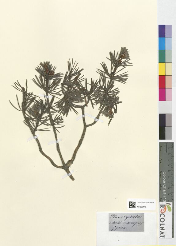 Pinus sylvestris (Pinaceae)