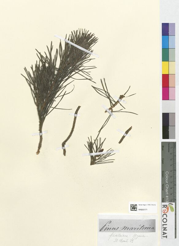 Pinus maritima (Pinaceae)