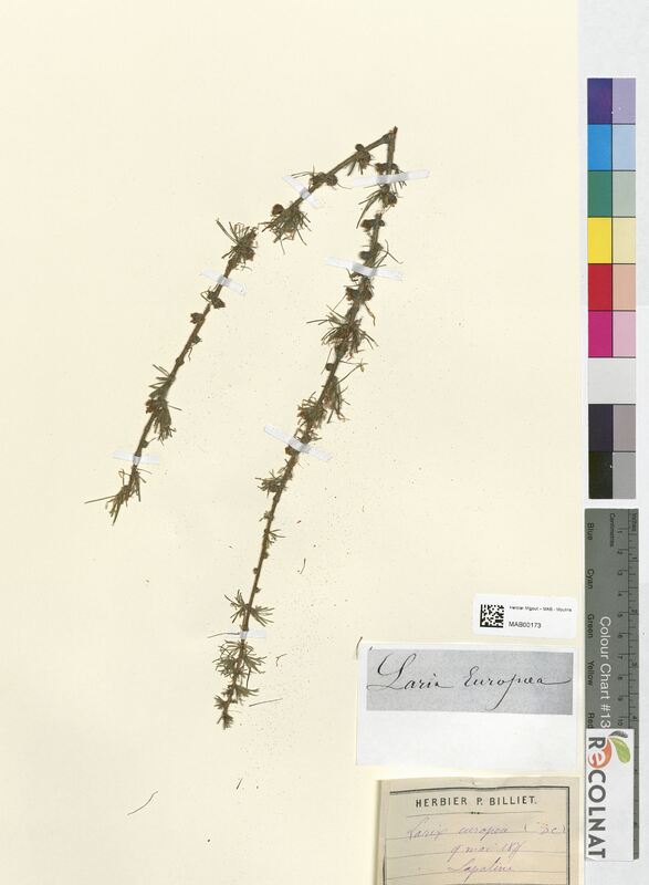 Larix europaea (Pinaceae)