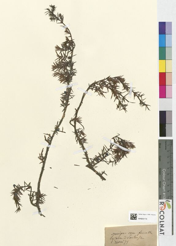 Juniperus communis (Cupressaceae)