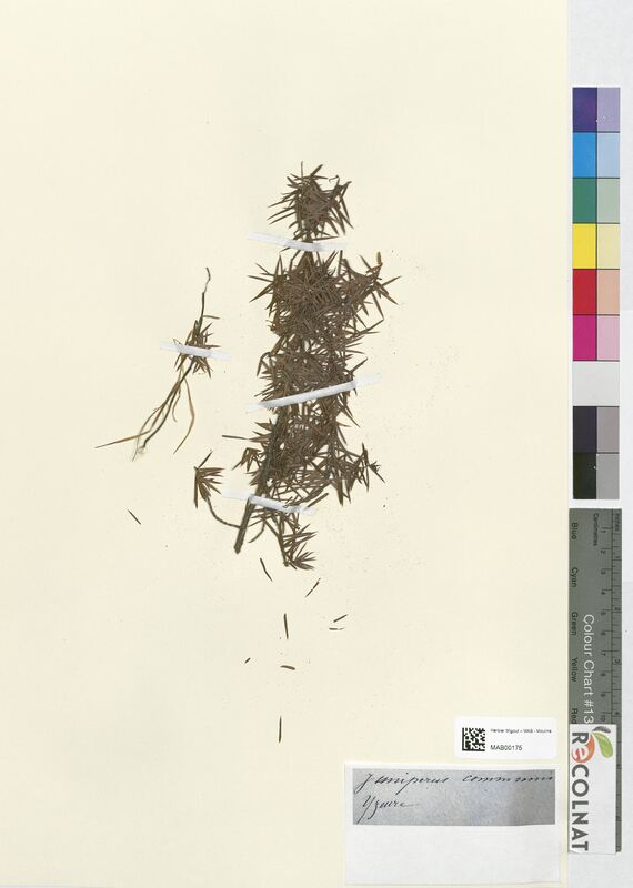 Juniperus communis (Cupressaceae)