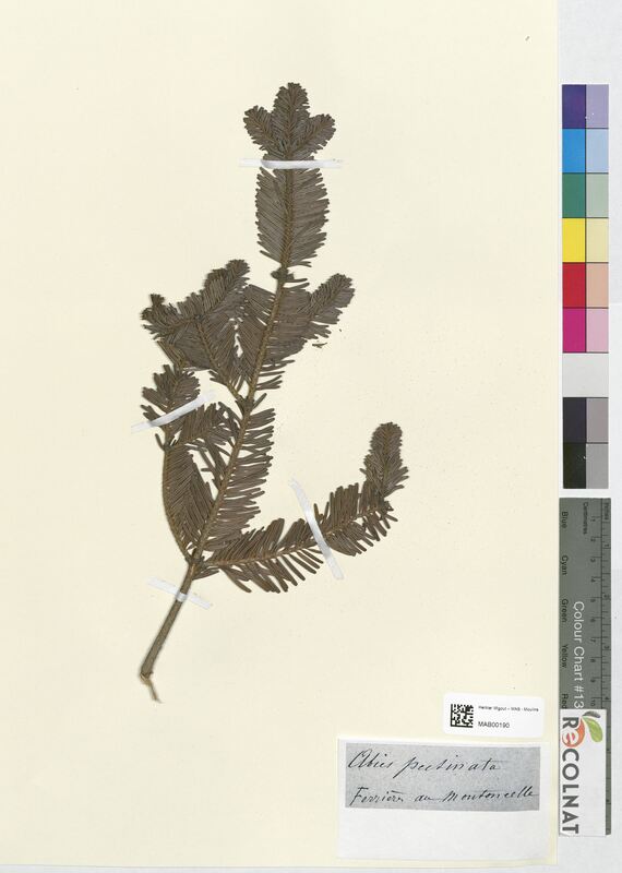 Abies pectinata (Pinaceae)