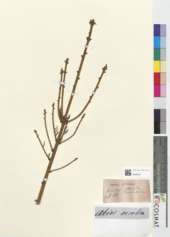 Abies excelsa (Pinaceae)