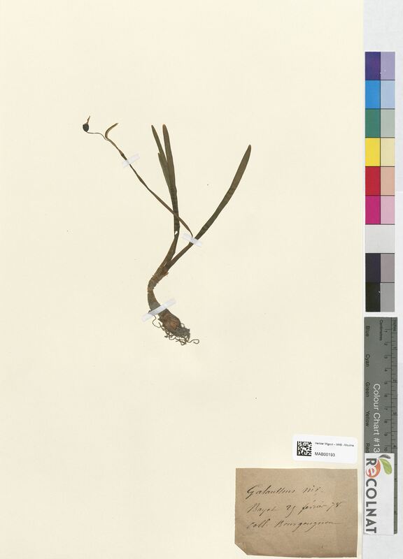 Galanthus nivalis (Iridaceae)