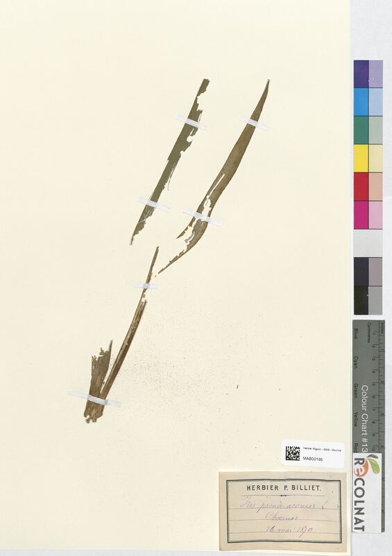 Iris pseudacorus (Iridaceae)
