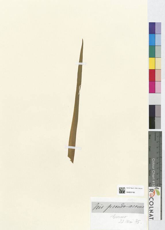 Iris pseudacorus (Iridaceae)