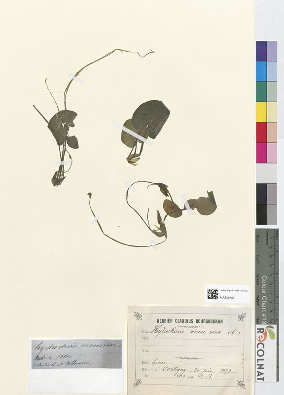 Hydrocharis morsus-ranae (Hydrocharitaceae)