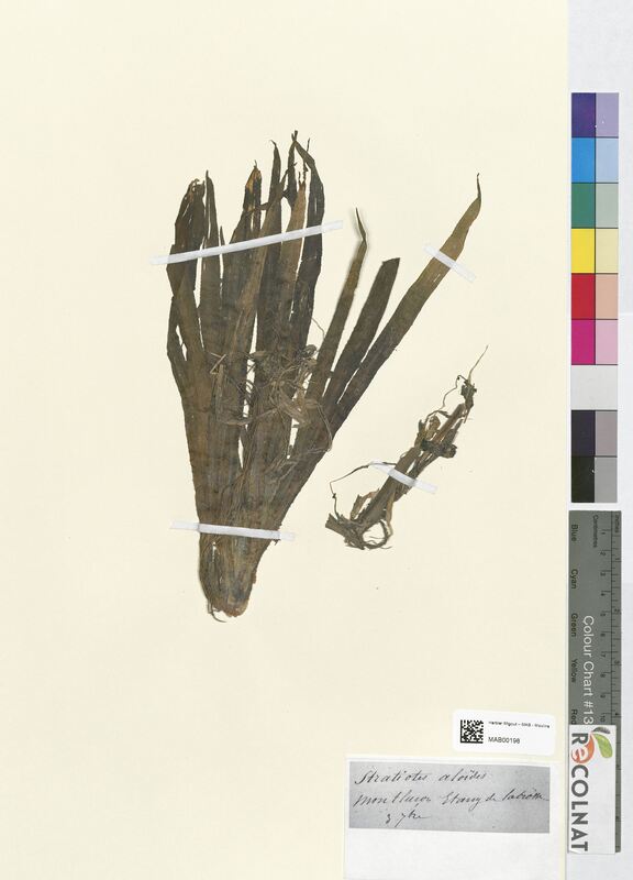 Stratiotes aloides (Hydrocharitaceae)
