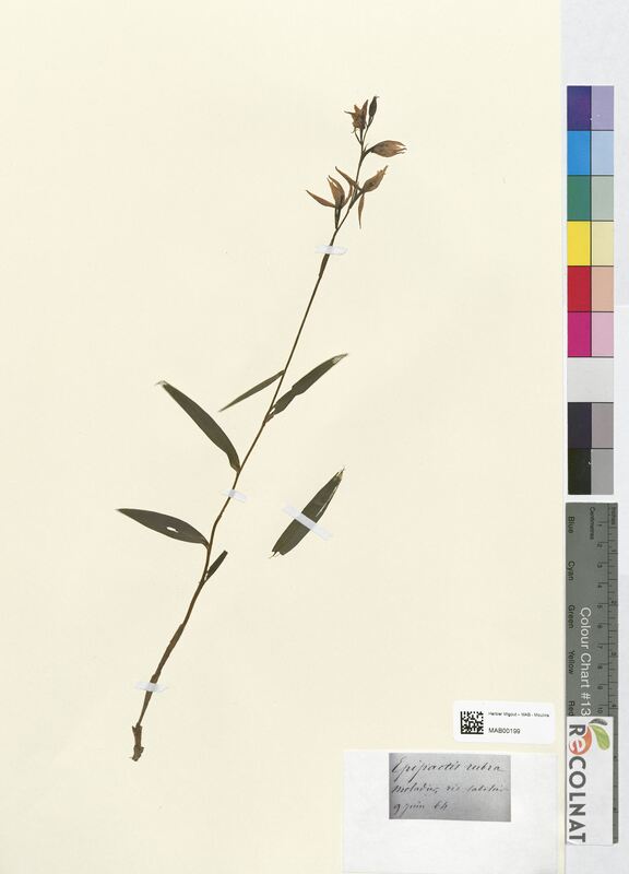 Epipactis rubra (Orchidaceae)