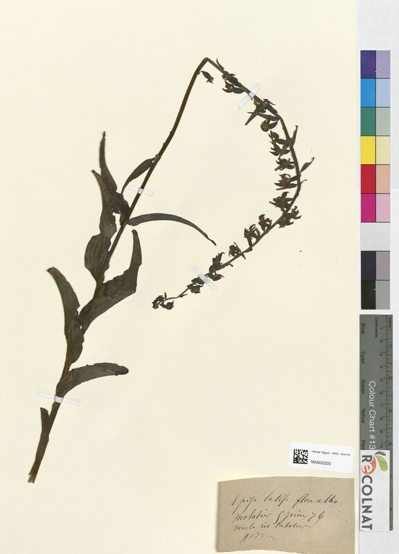 Epipactis latifolia (Orchidaceae)