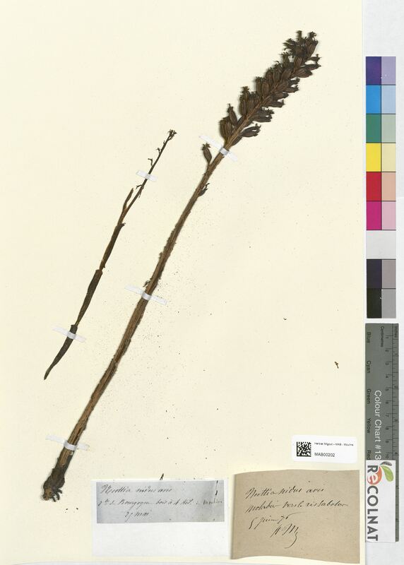 Neottia nidus-avis (Orchidaceae)