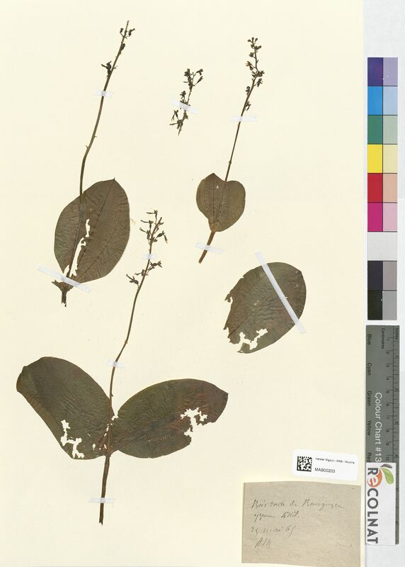 Neottia nidus-avis (Orchidaceae)