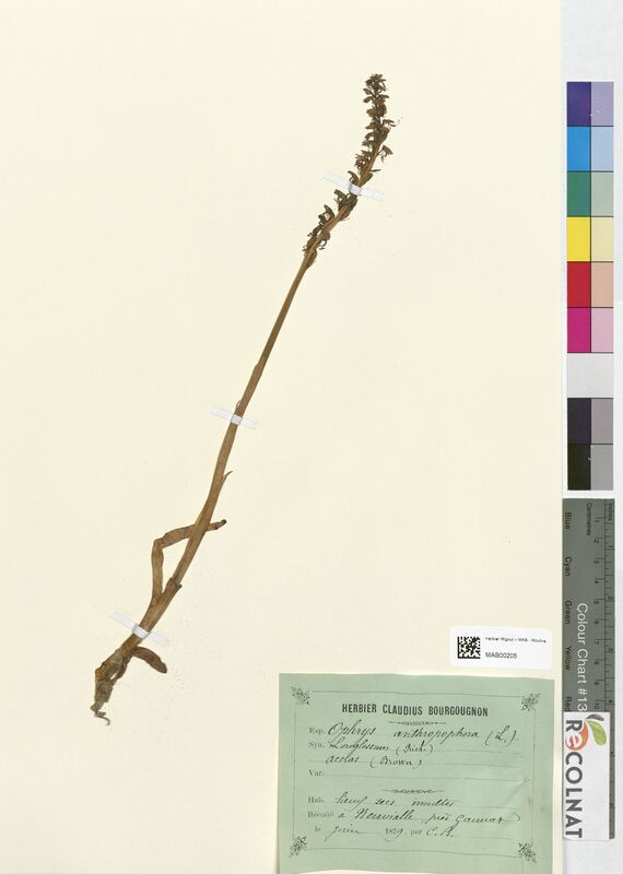 Ophrys anthropophora (Orchidaceae)