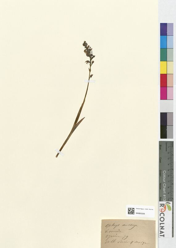 Ophrys anthropophora (Orchidaceae)