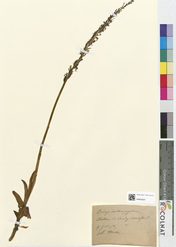 Ophrys anthropophora (Orchidaceae)