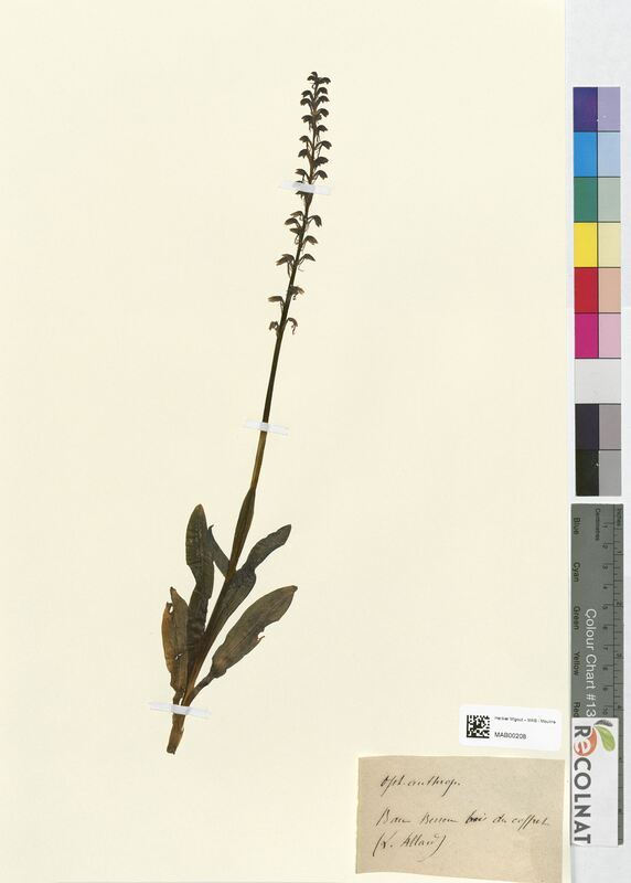 Ophrys anthropophora (Orchidaceae)