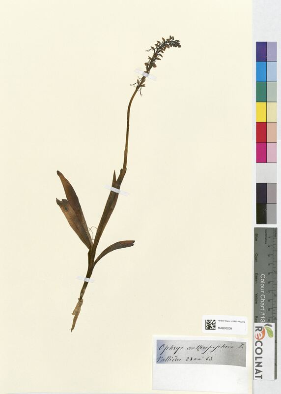 Ophrys anthropophora (Orchidaceae)