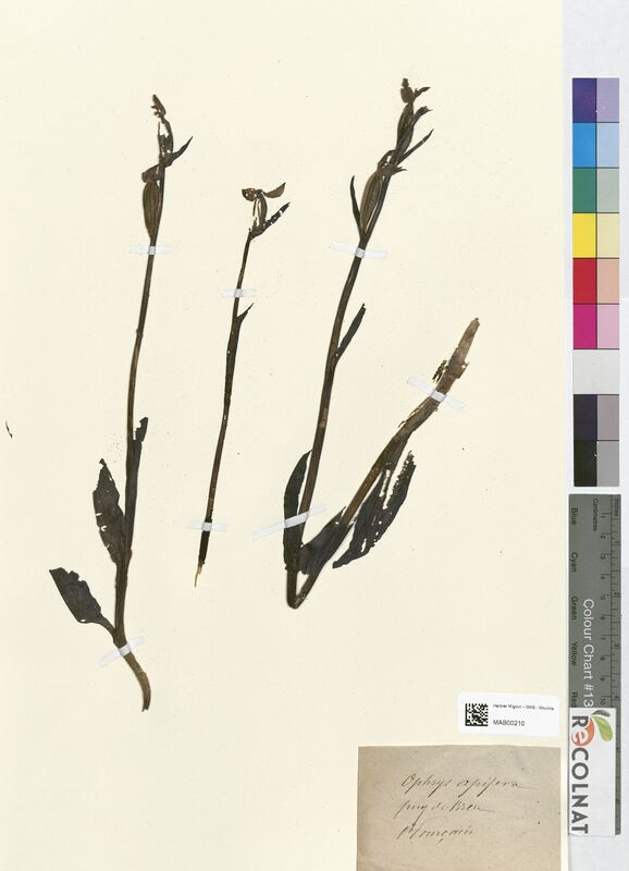 Ophrys apifera (Orchidaceae)