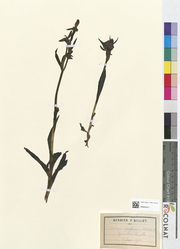 Ophrys apifera (Orchidaceae)