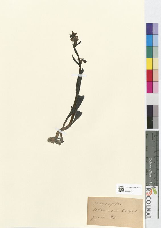 Ophrys apifera (Orchidaceae)