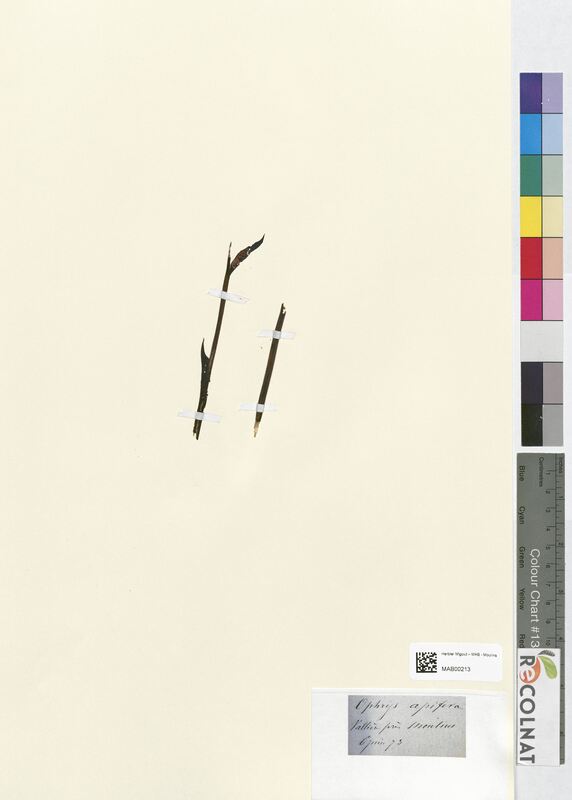 Ophrys apifera (Orchidaceae)