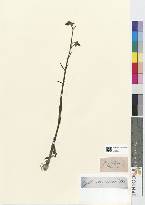 Ophrys arachnites (Orchidaceae)