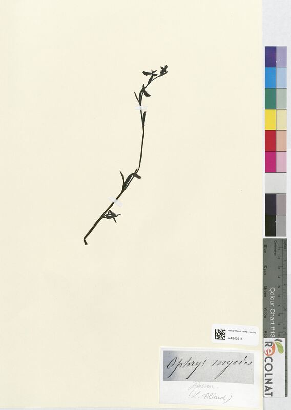 Ophrys myodes (Orchidaceae)