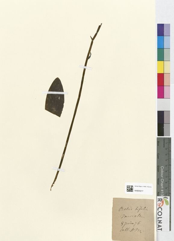 Orchis bifolia (Orchidaceae)