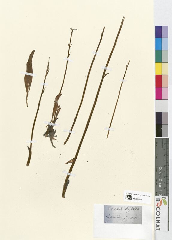 Orchis bifolia (Orchidaceae)