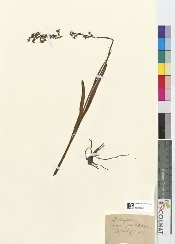 Orchis conopsea (Orchidaceae)