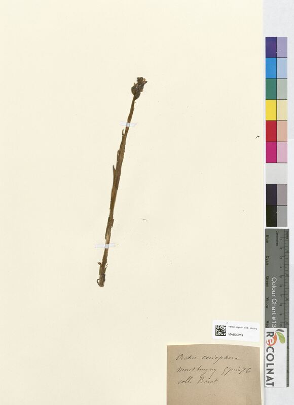 Orchis coriophora (Orchidaceae)