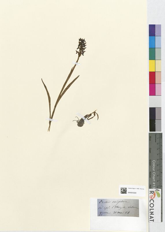 Orchis coriophora (Orchidaceae)
