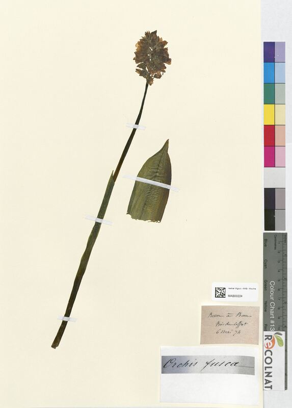 Orchis fusca (Orchidaceae)