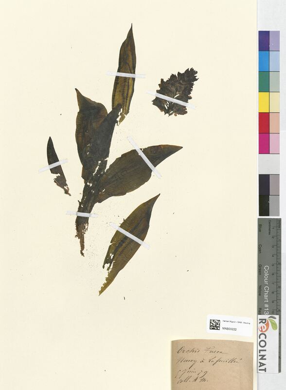 Orchis fusca (Orchidaceae)