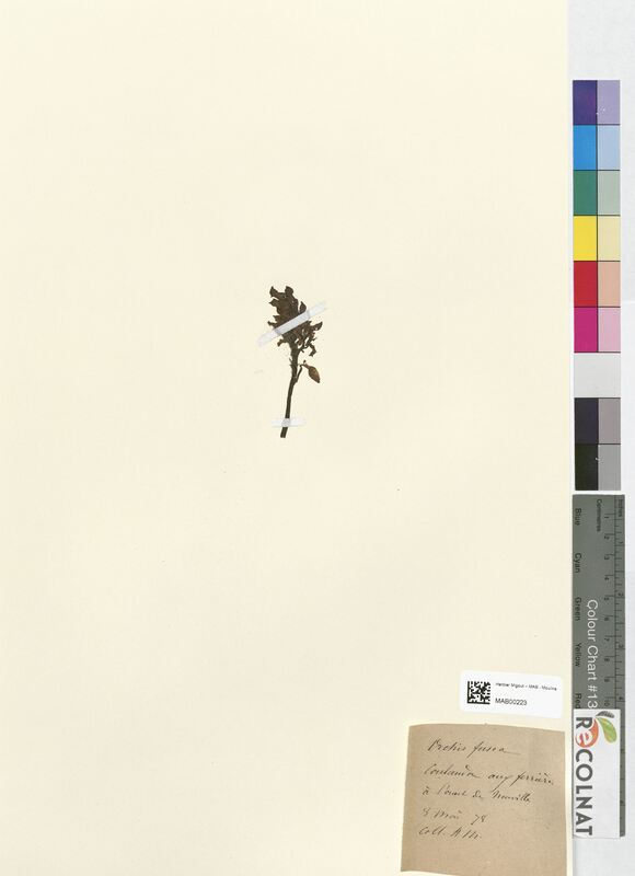 Orchis fusca (Orchidaceae)