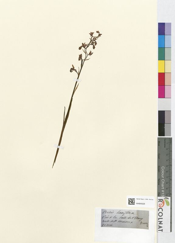 Orchis laxiflora (Orchidaceae)