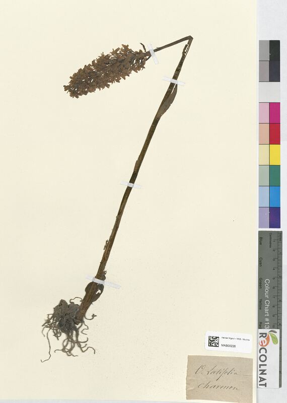 Orchis laxiflora (Orchidaceae)