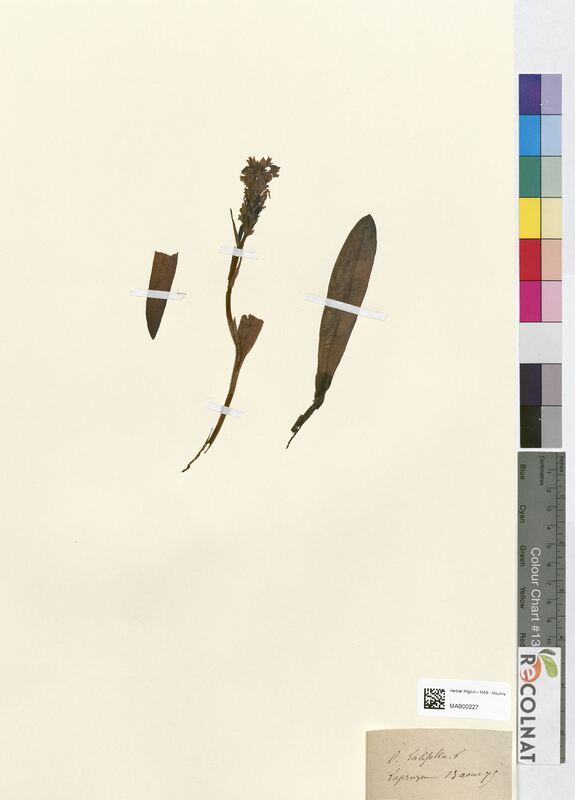 Orchis laxiflora (Orchidaceae)