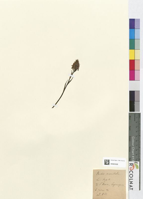 Orchis maculata (Orchidaceae)