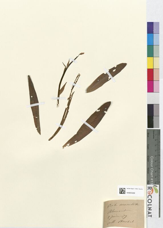 Orchis maculata (Orchidaceae)