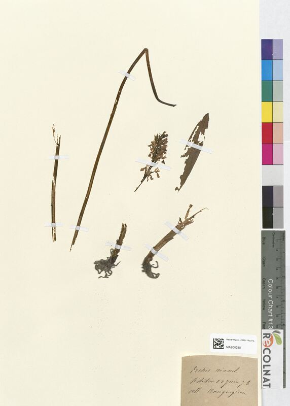 Orchis maculata (Orchidaceae)