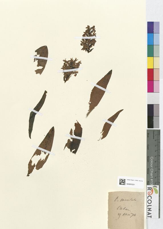 Orchis maculata (Orchidaceae)